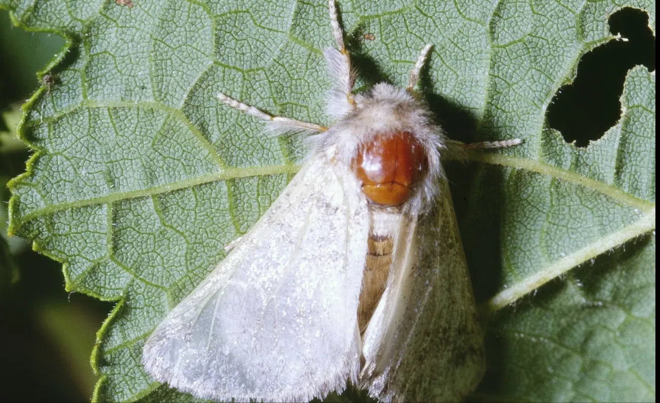 Eichenprozessionsspinner bekämpfen: Nest und Raupen an Eiche erkennen