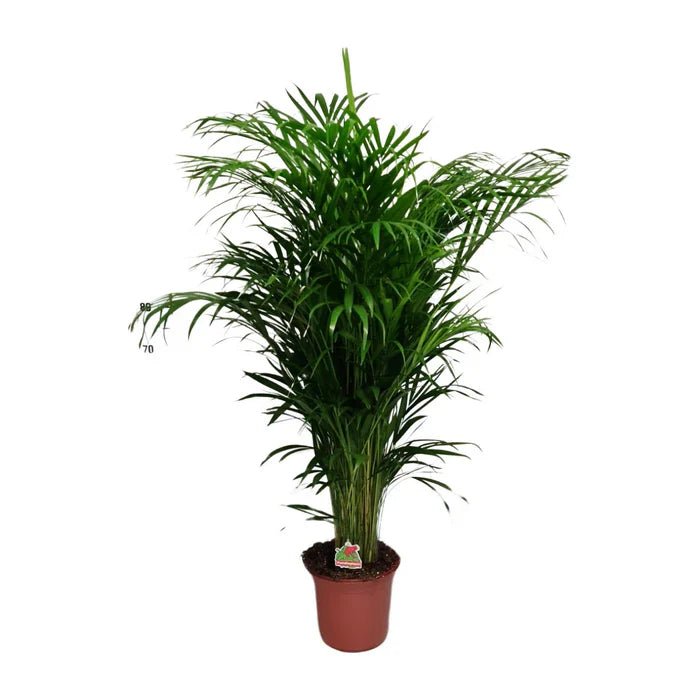 Areca Palme pflegen: Tipps fr die Goldfruchtpalme