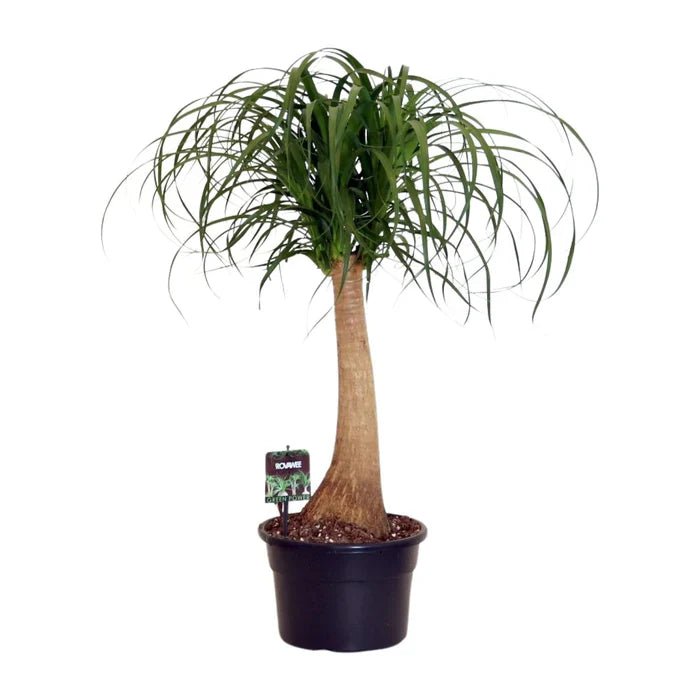 eibe heckenpflanzen preis Gemeine Eibe (Taxus baccata) | 60-80 cm im Topf