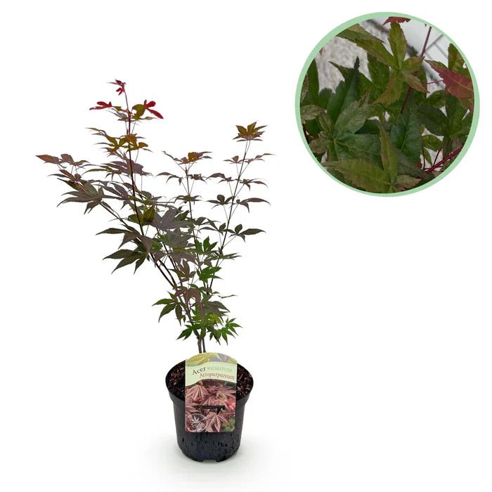 Japanischer Ahorn Atropurpureum pflegen  Tipps & Standort