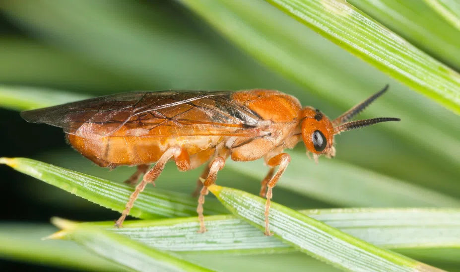 Schutz vor Kiefernbuschhornblattwespe: Natürliche Wege zur Schädlingsbekämpfung