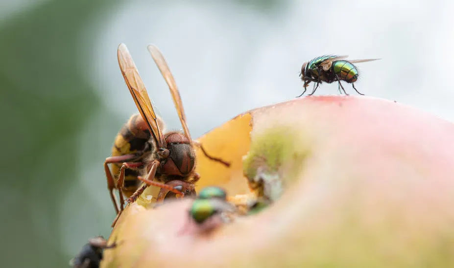 Kirschfruchtfliegen: Schutz und natürliche Bekämpfungsmethoden