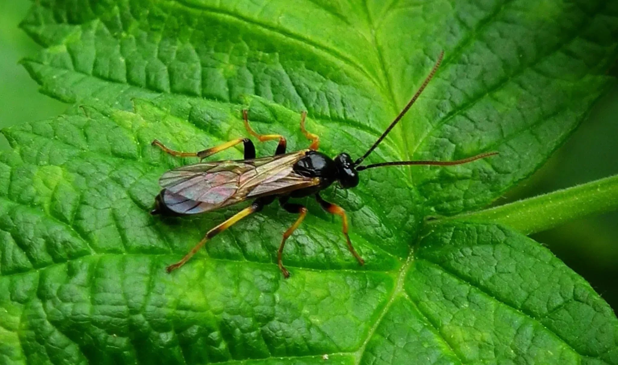 Schutz vor Minierfliegen: Effektive und Natürliche Bekämpfungsmethoden