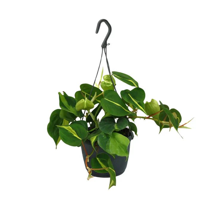 Philodendron Scandens Brasil pflegen: Tipps & Standort