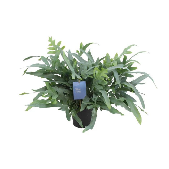 Phlebodium Aureum Blue Star pflegen: Tipps zum Blaufarn