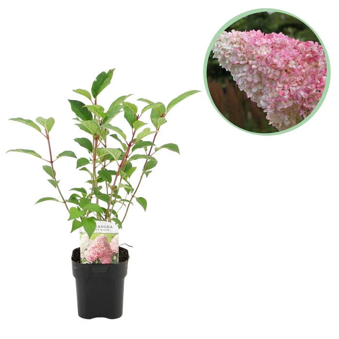Rispenhortensie Vanille Fraise pflegen leicht