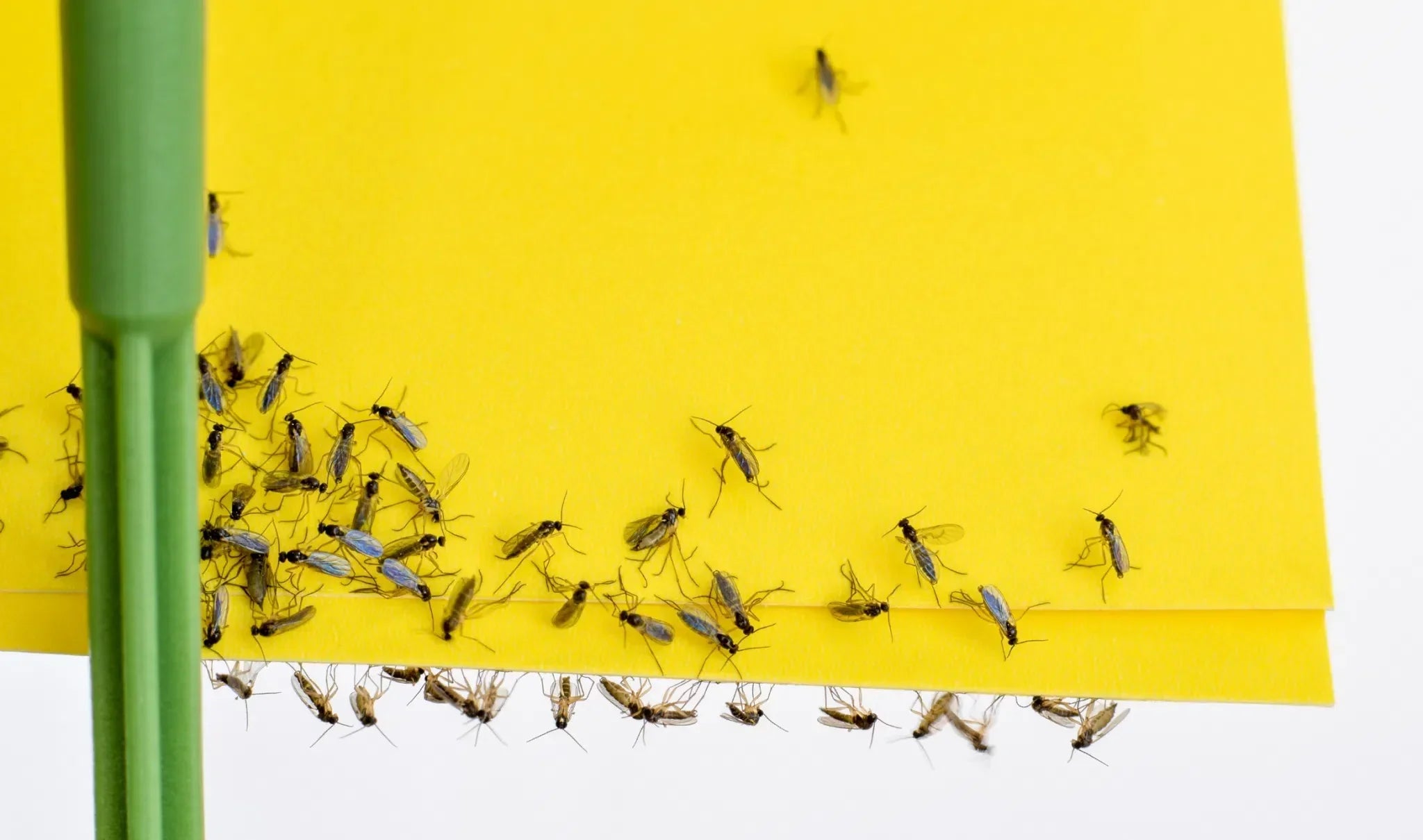 Trauermücken in Blumenerde erkennen und natürlich reduzieren