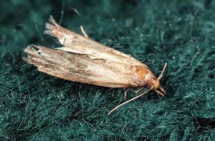 Vorratschädigende Motten bekämpfen: Natürliche und umweltfreundliche Methoden