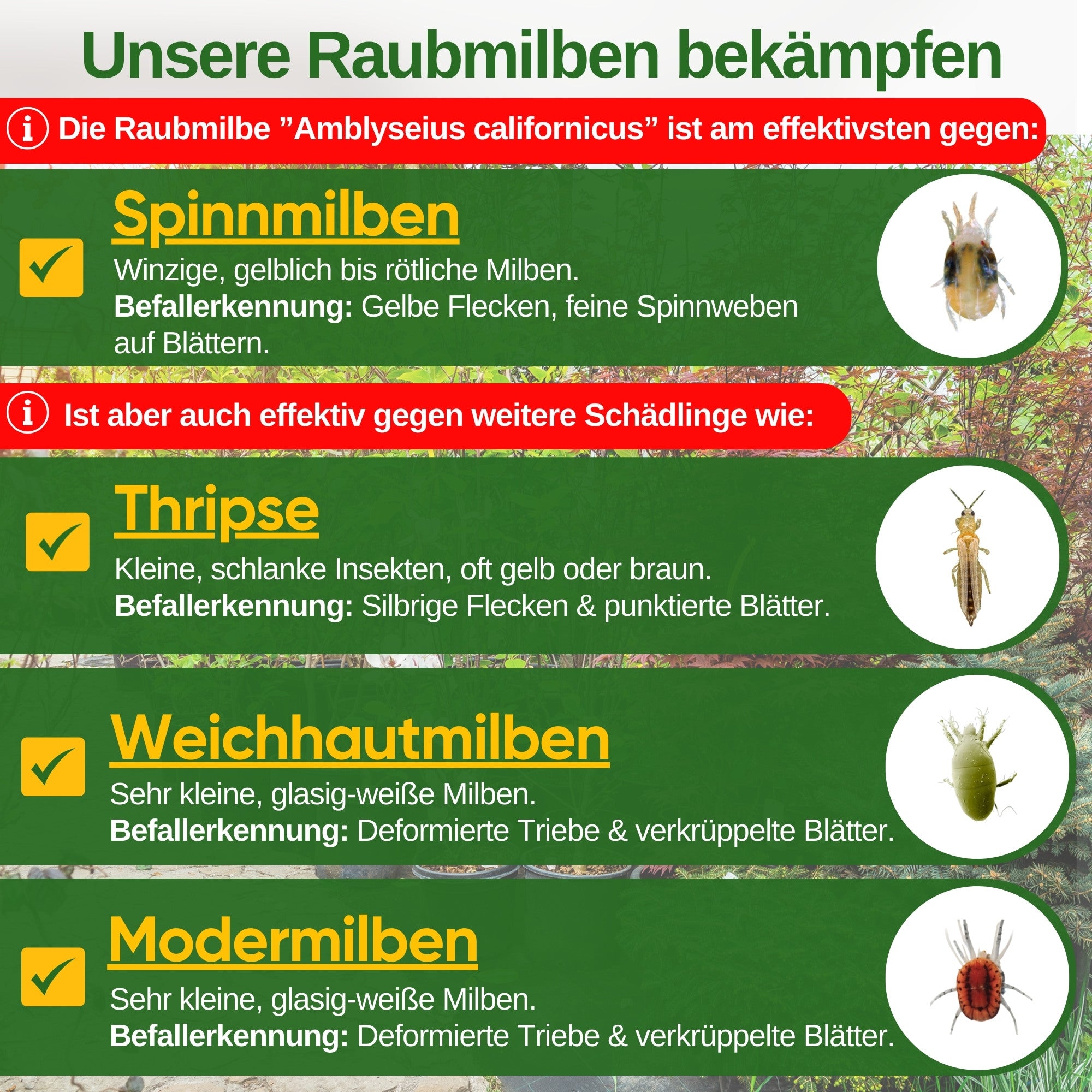 Raubmilben gegen Spinnmilben zum Aufhängen oder Streuen