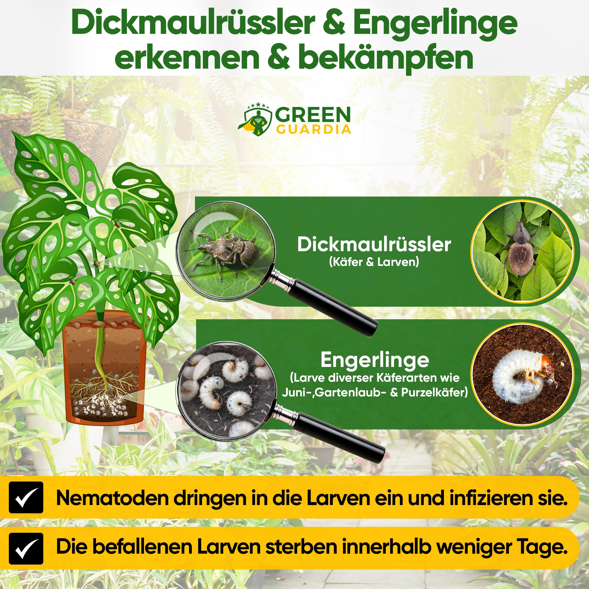 HB-Nematoden gegen Dickmaulrüssler & Engerlinge