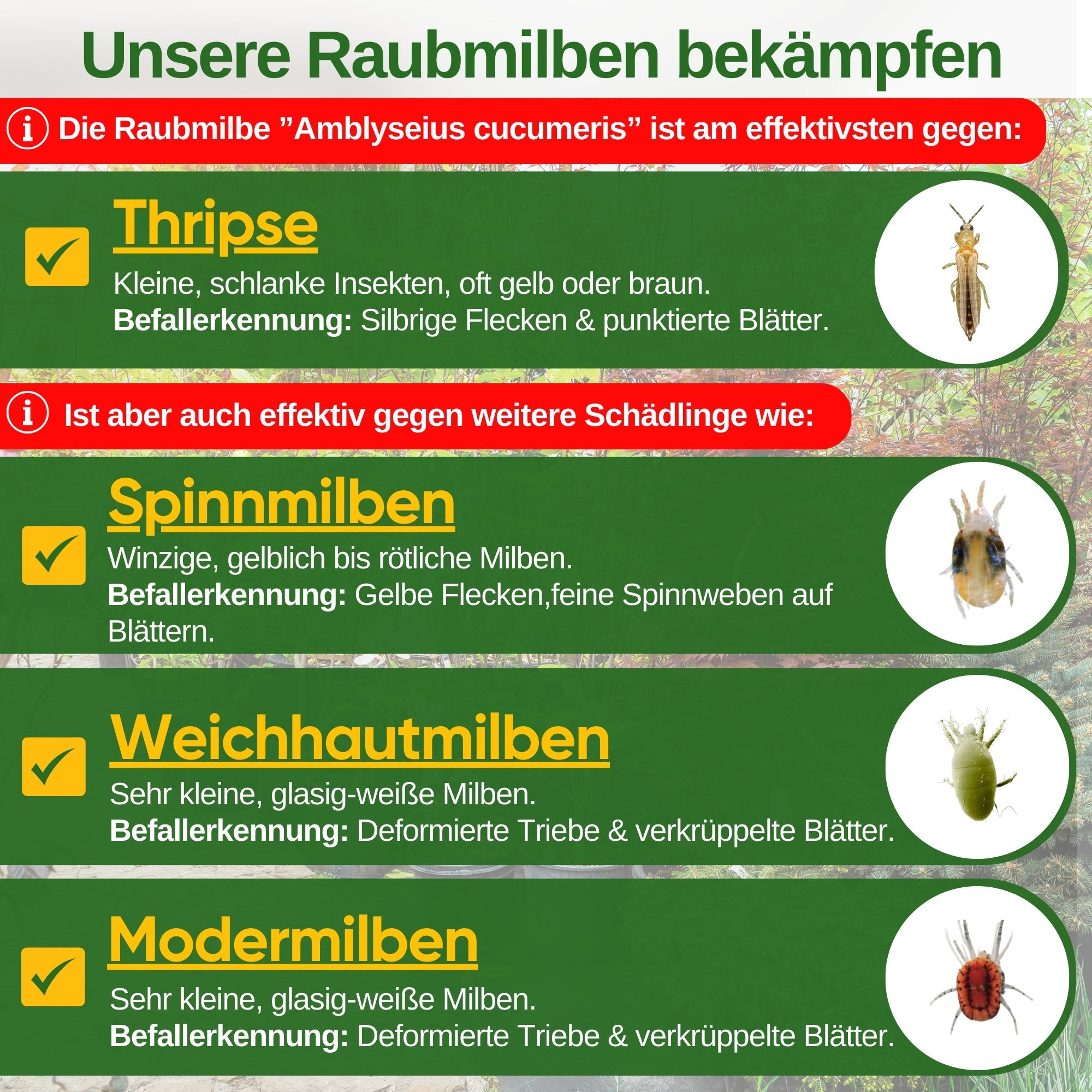 Predatory mites against thrips for hanging or scattering