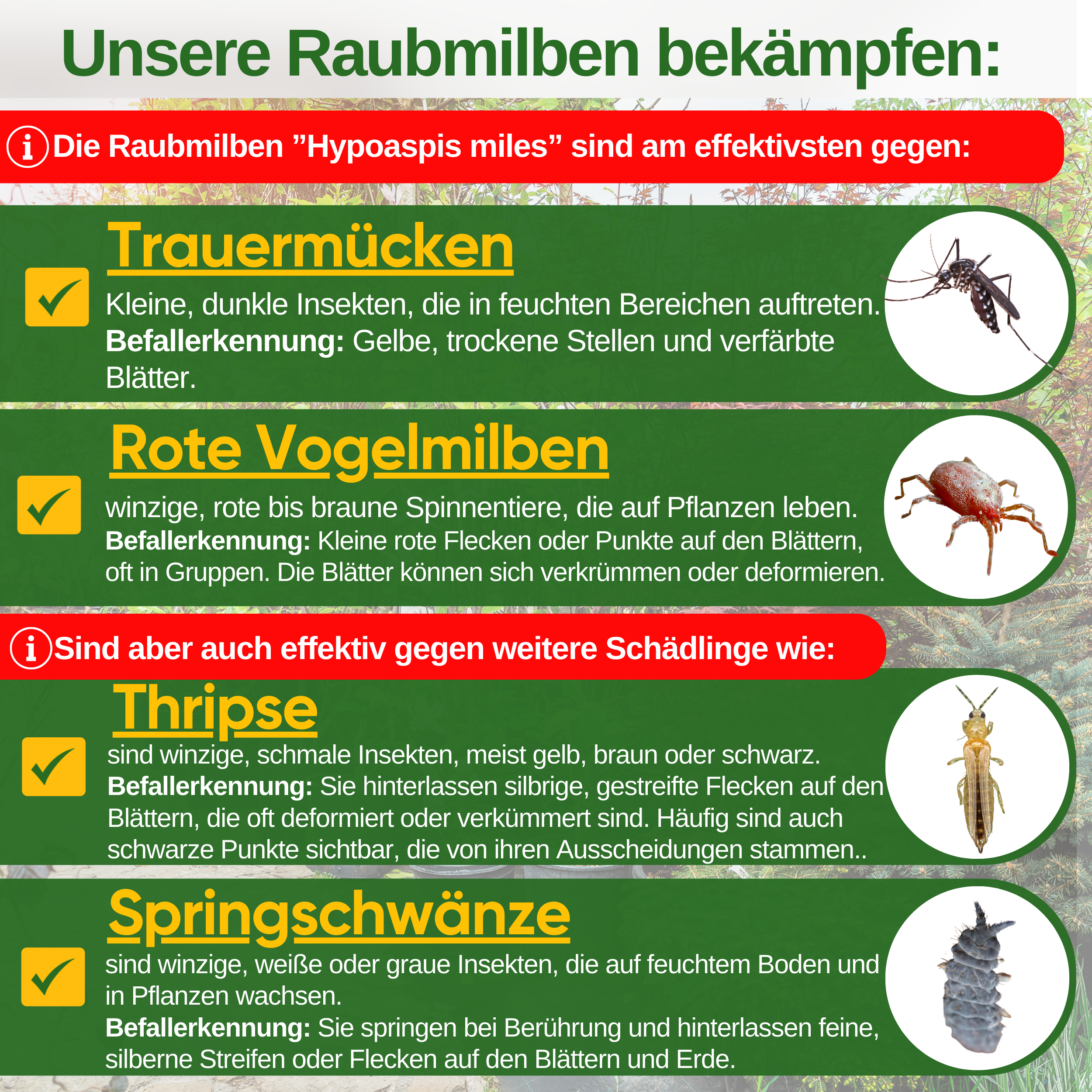 Predatory mite mix against fungus gnats & red bird mites – loose product
