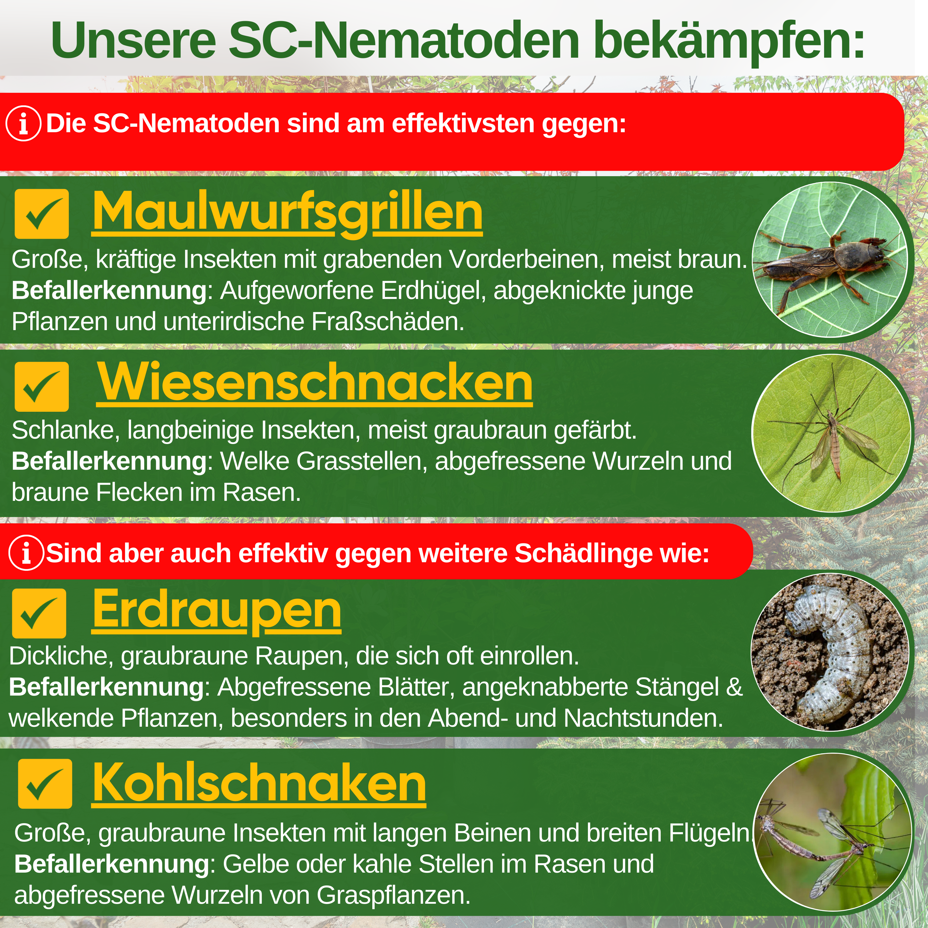 SC-Nematoden gegen gegen Maulwurfsgrillen, Wiesenschnaken und Erdraupen