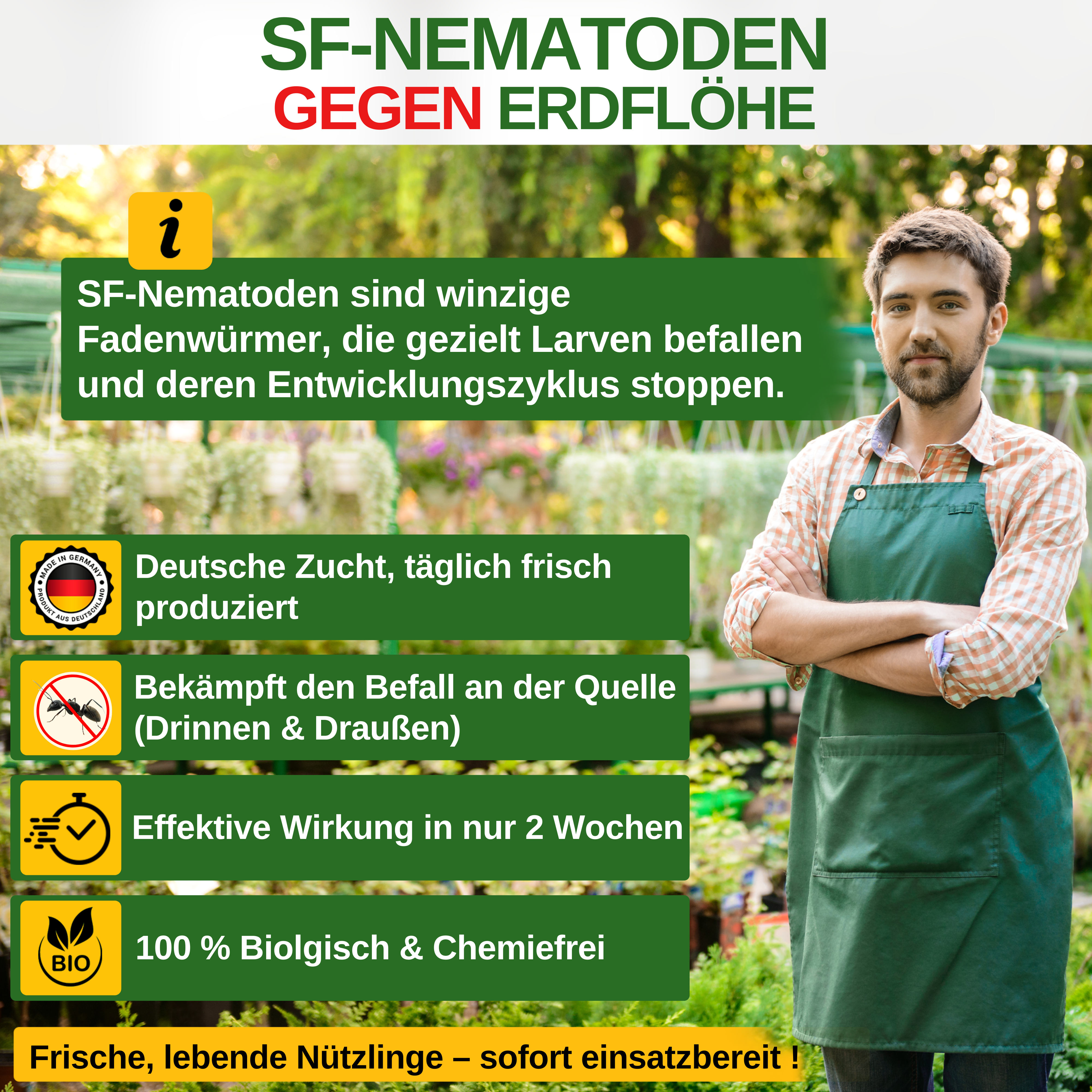 SF-Nematoden gegen Erdflöhe