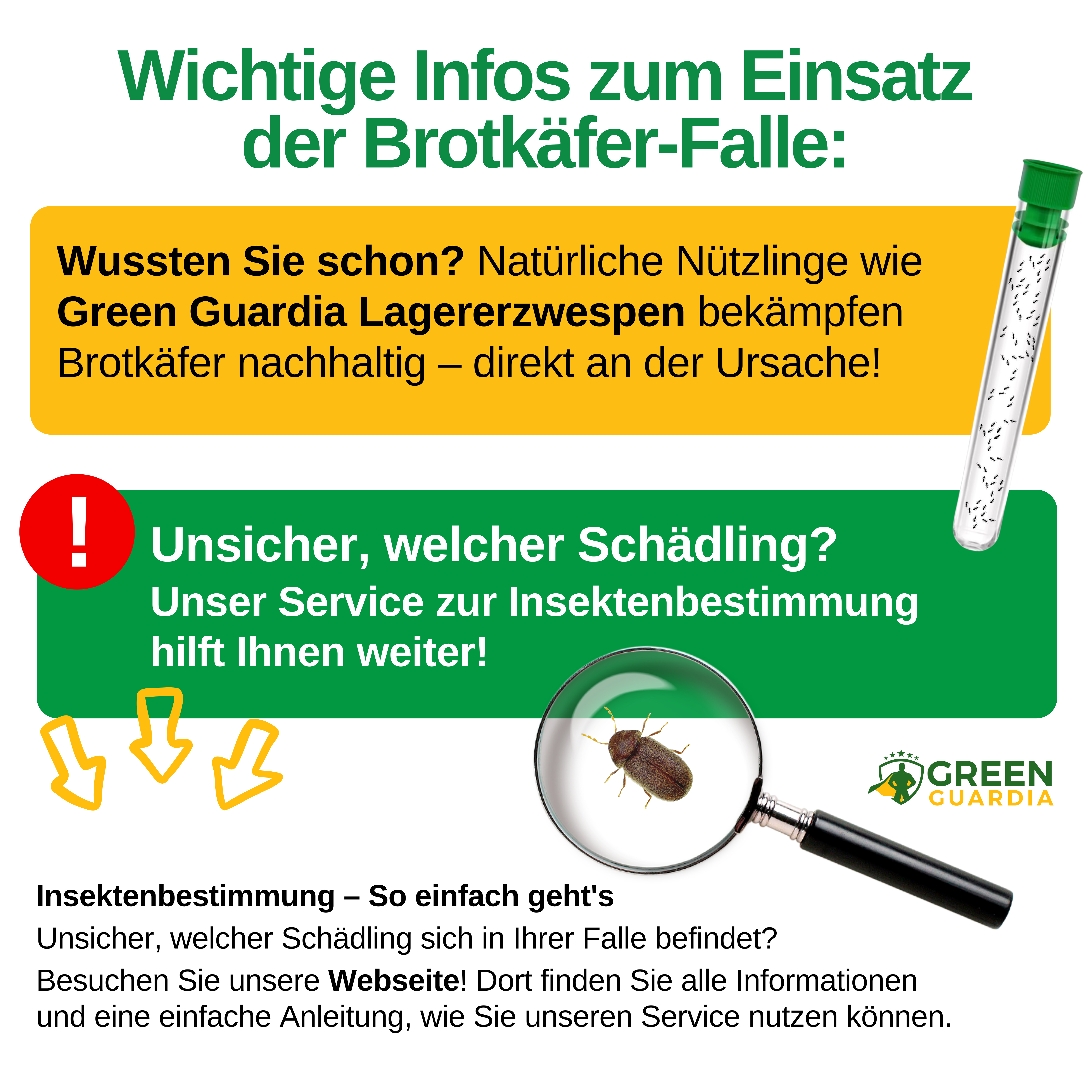 Bread beetle trap with pheromone attractant