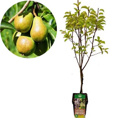 Αχλαδιά 'Conference' – ποικιλία με κίτρινο καρπό, γλάστρα 21 cm, ύψος 90 cm