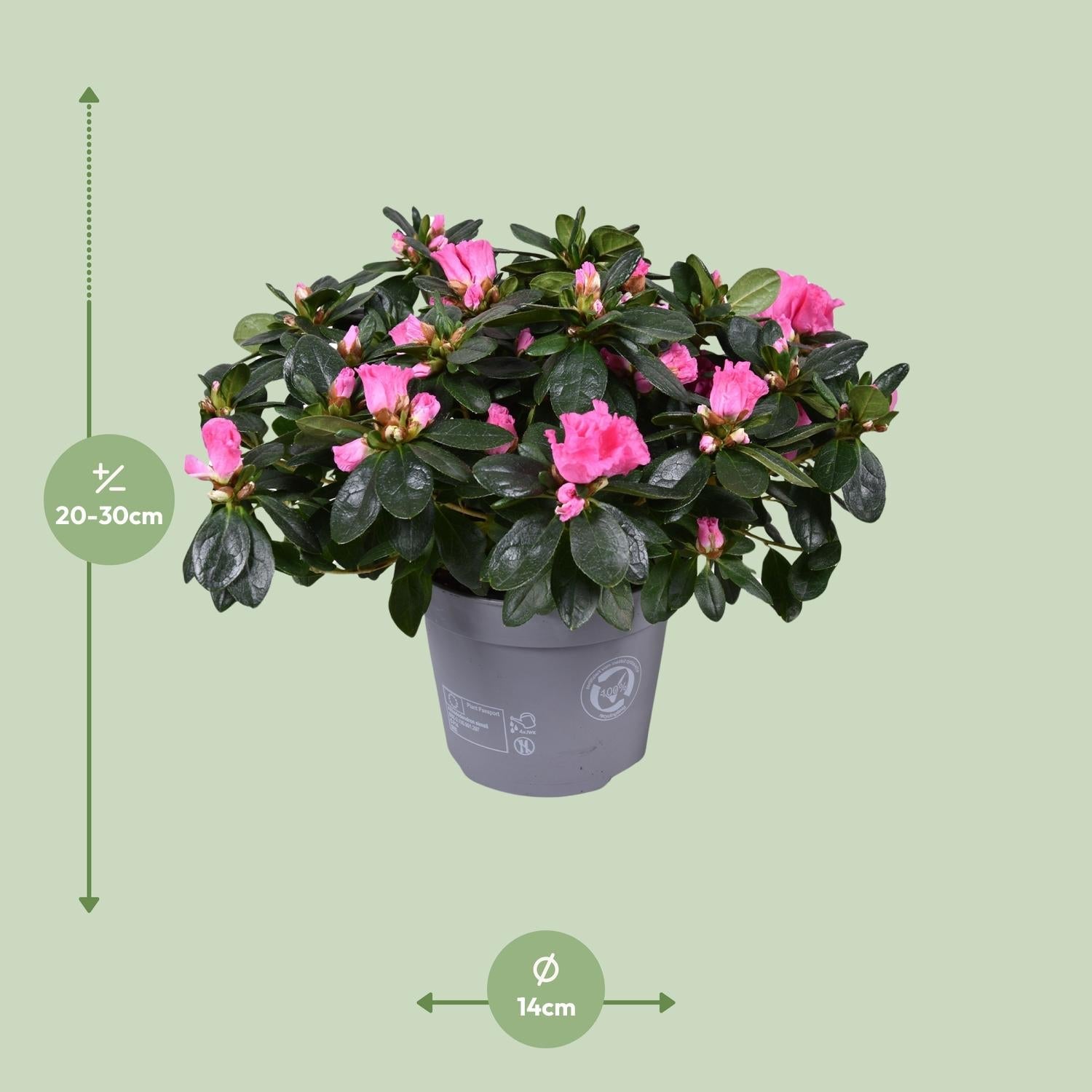 Azalea ‘Rose Vogel’ – kompakte Blütenpflanze, 14 cm Topf, 30 cm Höhe - Green Guardia - Ihr Experte für Schädlinge und Pflanzen
