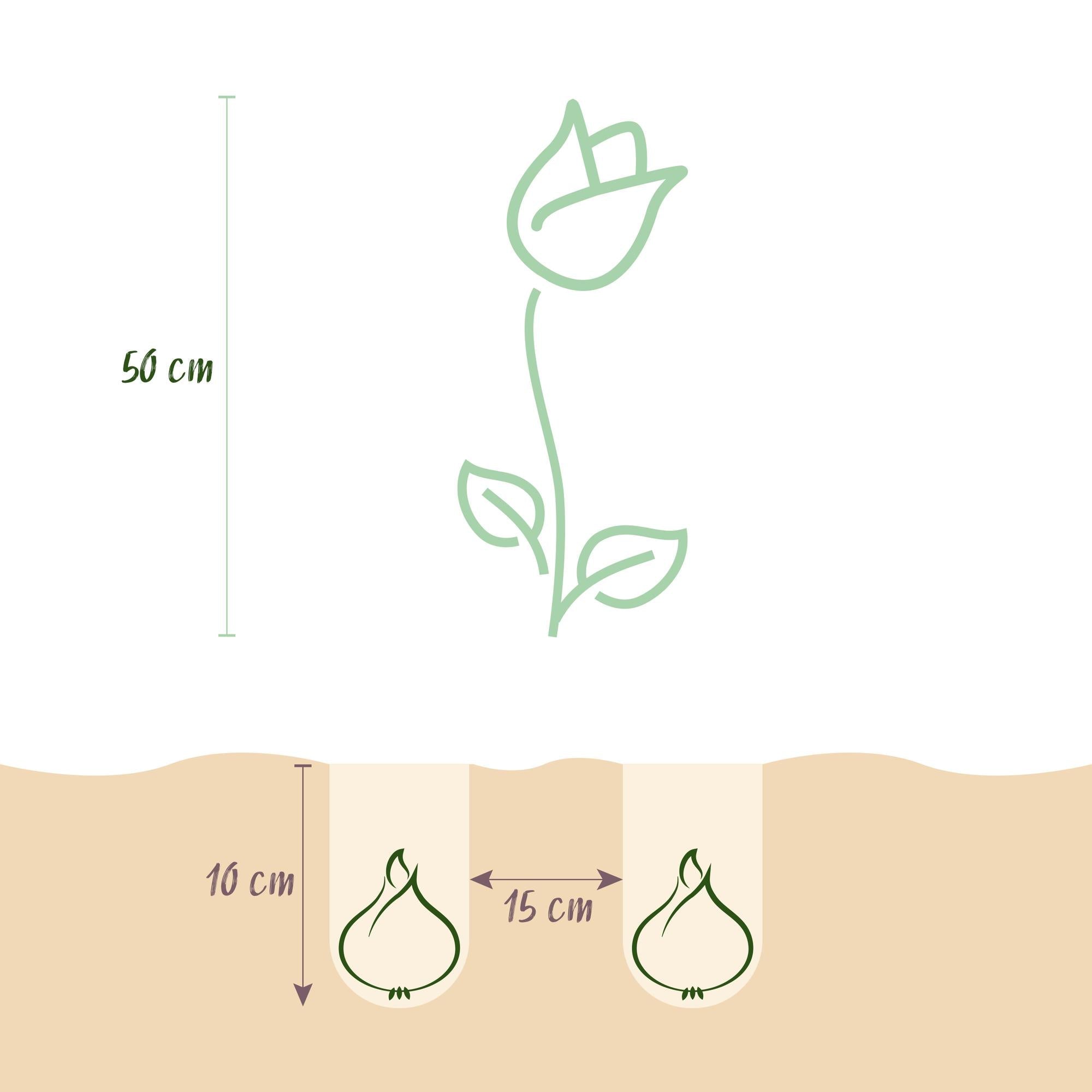 Blumenzwiebeln – Tulpe sylvestris – winterhart & mehrjährig – gelb – 20 Stück – Zwiebelgröße 5/6 – XXL Pack - Green Guardia - Ihr Experte für Schädlinge und Pflanzen
