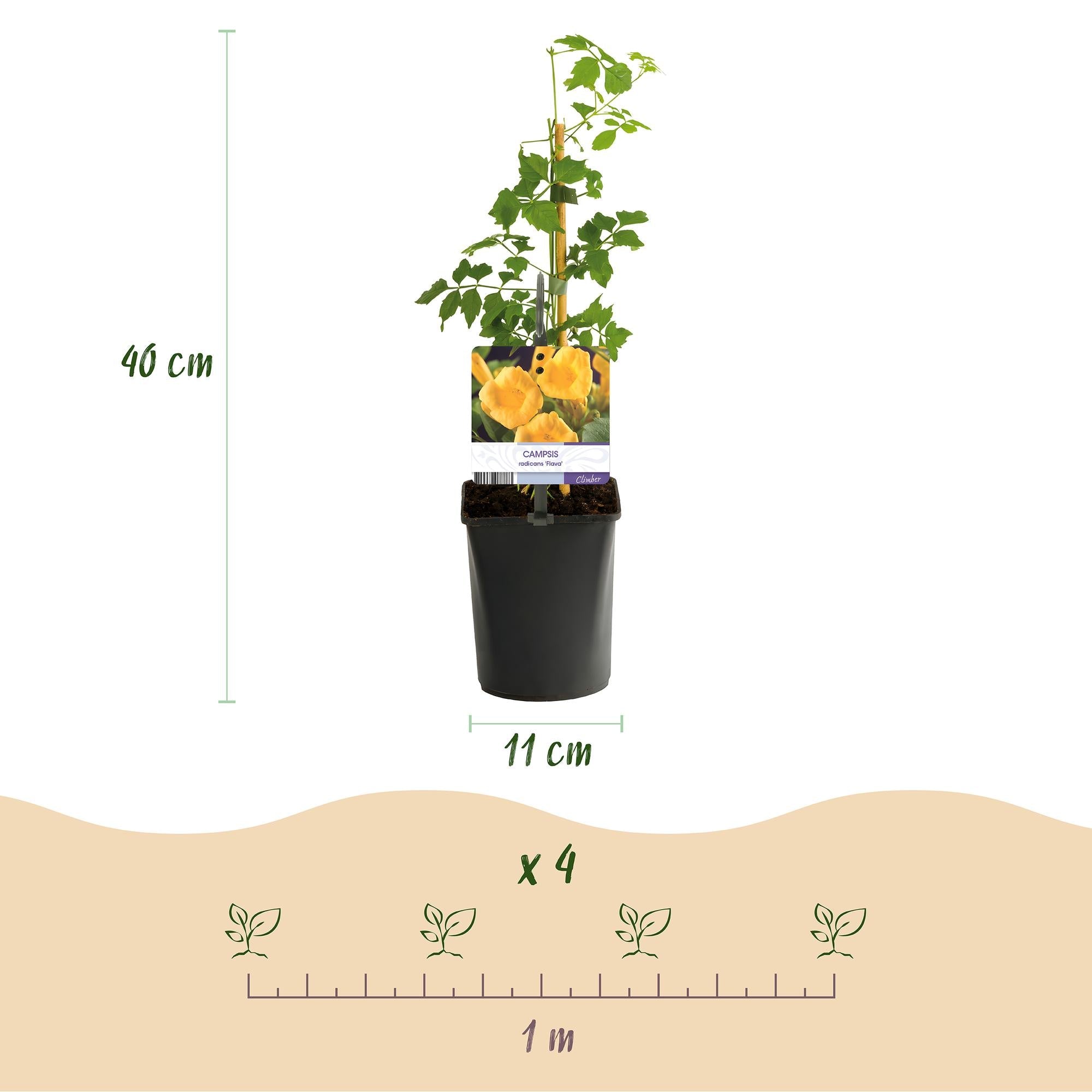 Campsis radicans ‘Flava’ – gelb blühende Trompetenblume, 2 Stück, 11 - cm Topf, 40 cm Höhe - Green Guardia - Ihr Experte für Schädlinge und Pflanzen