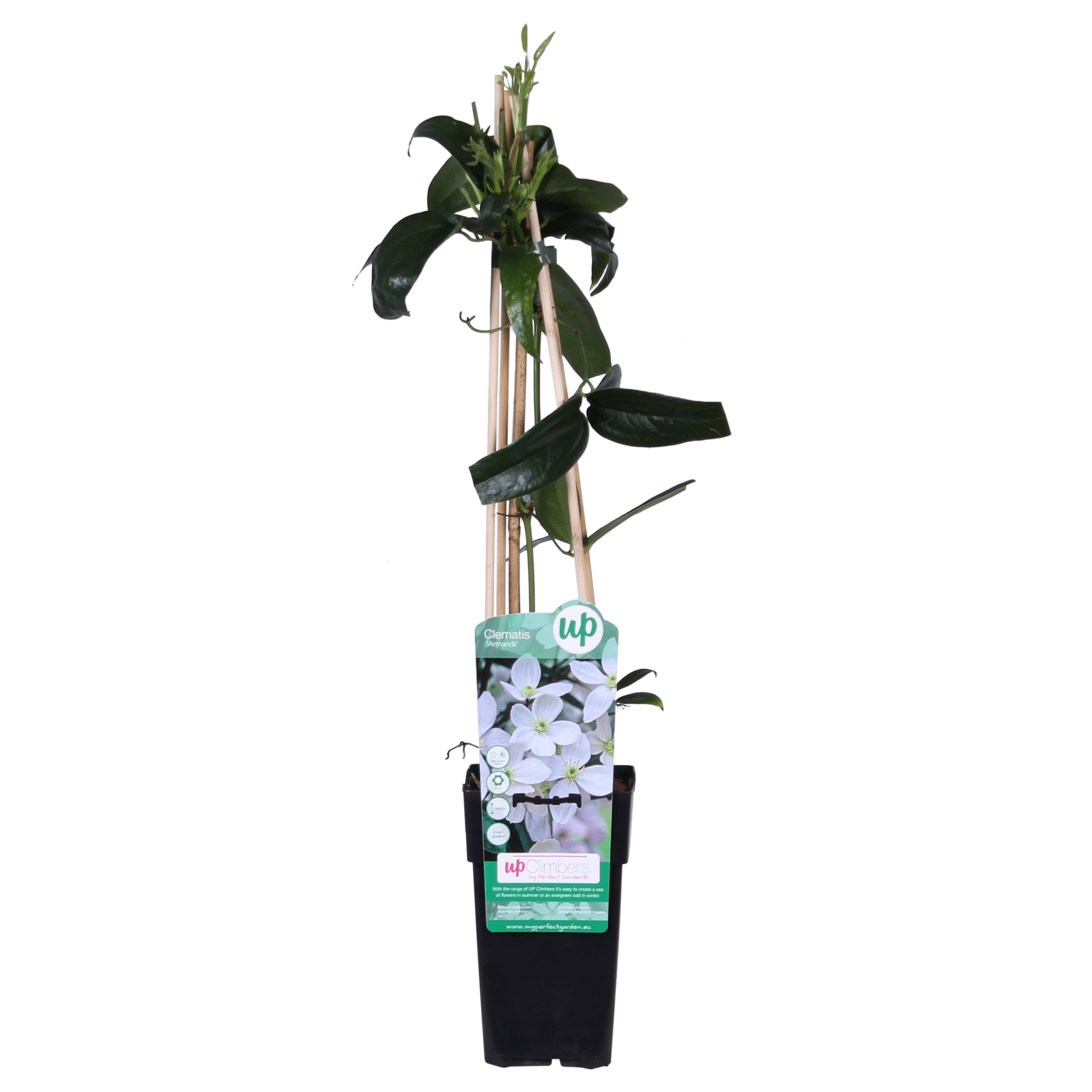 Clematis armandii – immergrüne weiße Kletterpflanze, 15 cm Topf, 65 cm Höhe - Green Guardia - Ihr Experte für Schädlinge und Pflanzen