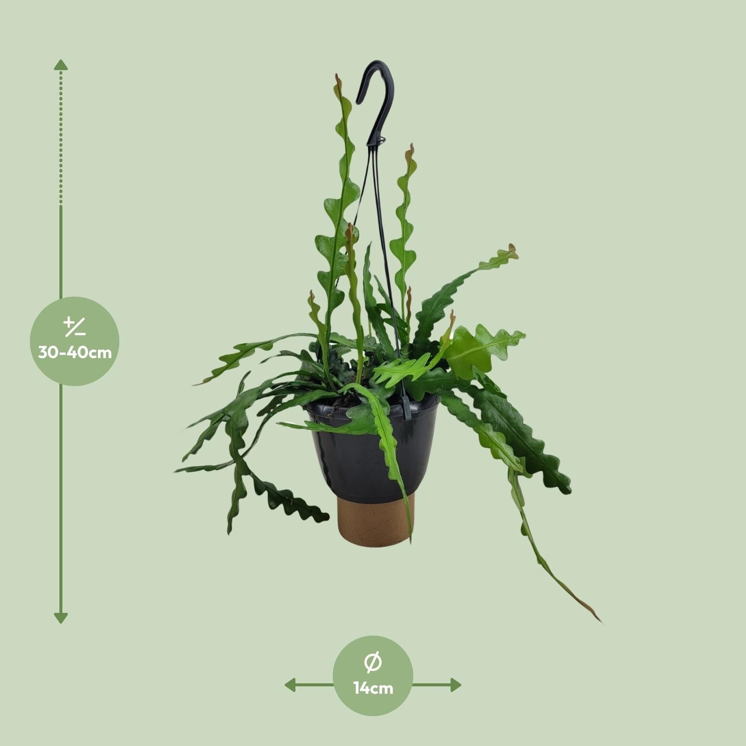 Epiphyllum Anguliger – Zickzackkaktus - 14 - 17 cm Topf, 35cm hoch - Green Guardia - Ihr Experte für Schädlinge und Pflanzen