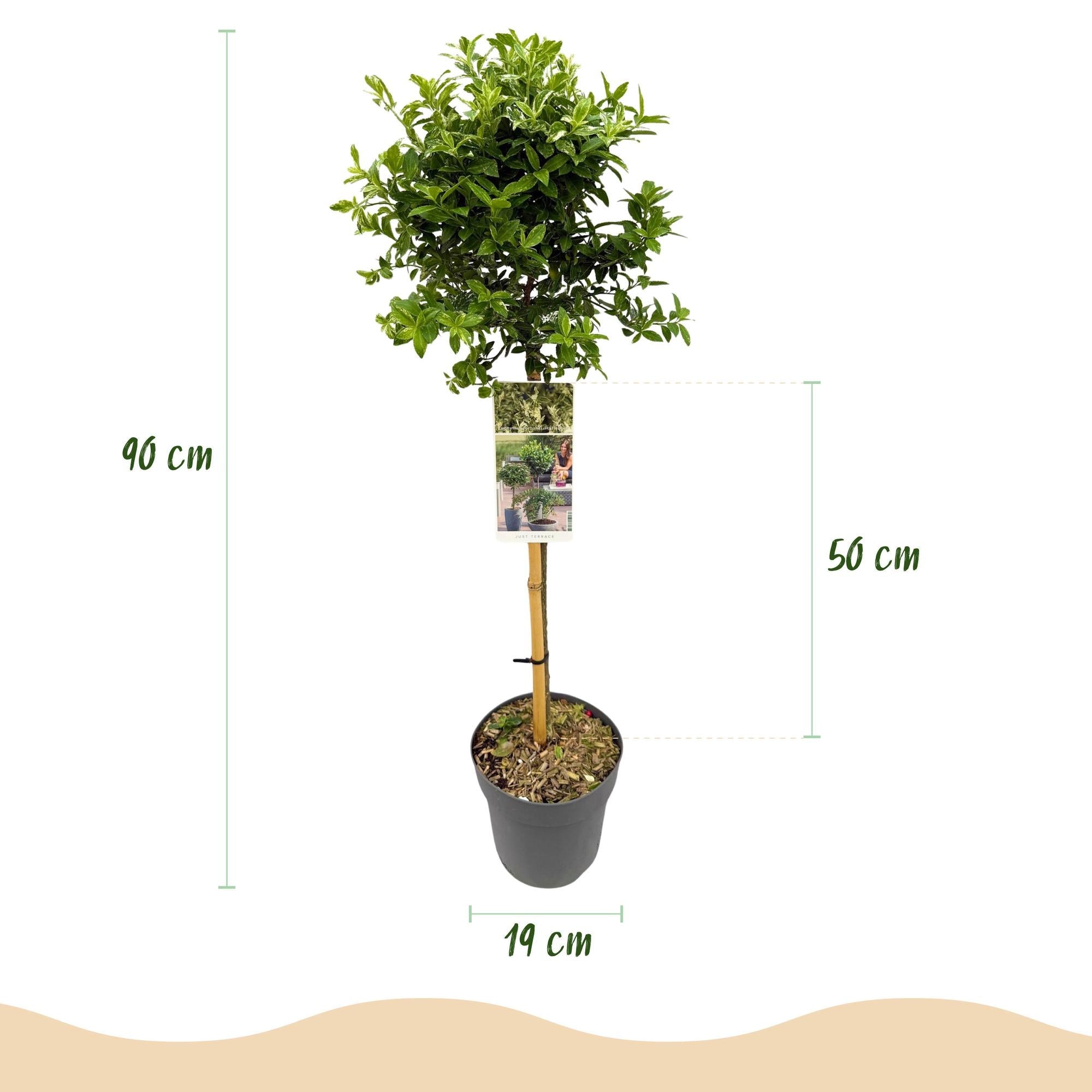 Euonymus fortunei ‚Harlequin‘ – Terrassenpflanze – immergrün & winterhart – grün - weiße Blätter – 19 cm Topf, ca. 90 cm hoch - Green Guardia - Ihr Experte für Schädlinge und Pflanzen
