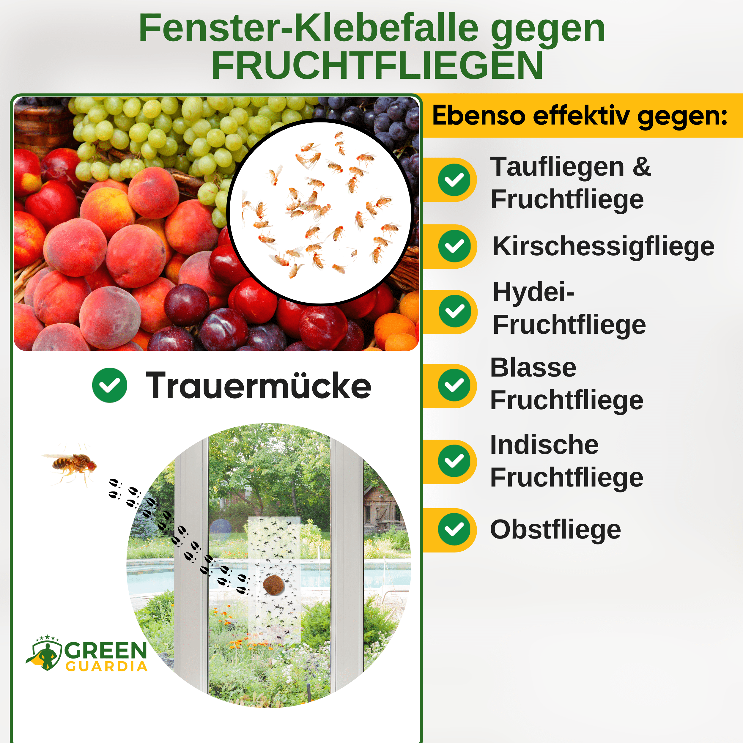 Fruchtfliegen Fenster-Falle mit Spezial - Lockstoff - Green Guardia - Ihr Experte für Schädlinge und Pflanzen