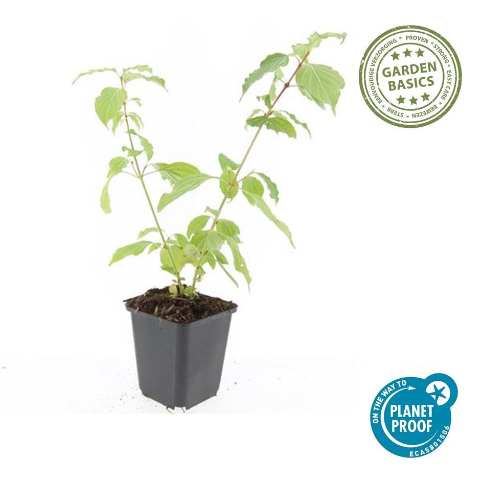 Hartriegel ‘Anny's Winter Orange’ – 9 cm Topf, 10–25 cm hoch - Green Guardia - Ihr Experte für Schädlinge und Pflanzen