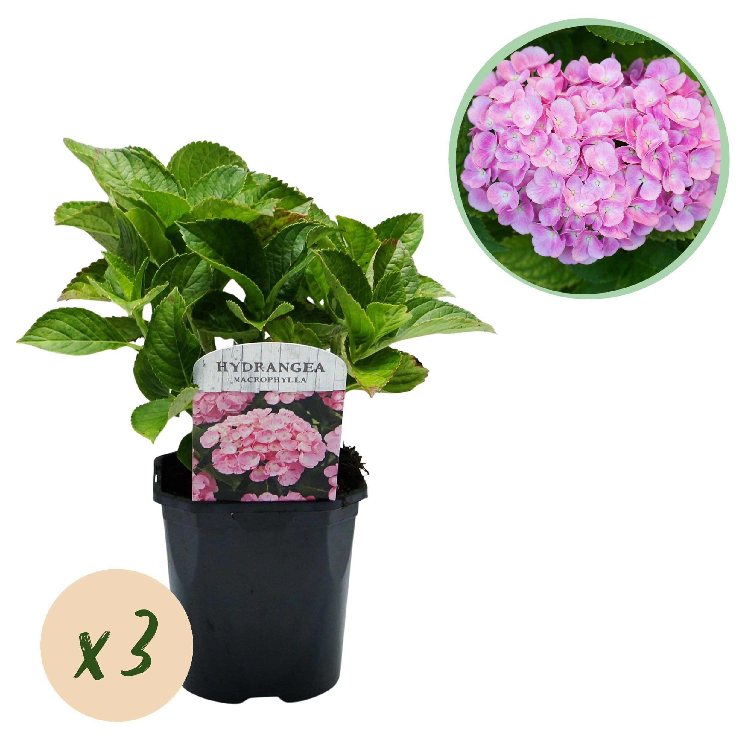 Hydrangea macrophylla – robuste Hortensie in mehreren Farben - 3 Pflanzen, 17 cm Topf, 30 cm Höhe (Kopie) - Green Guardia - Ihr Experte für Schädlinge und Pflanzen