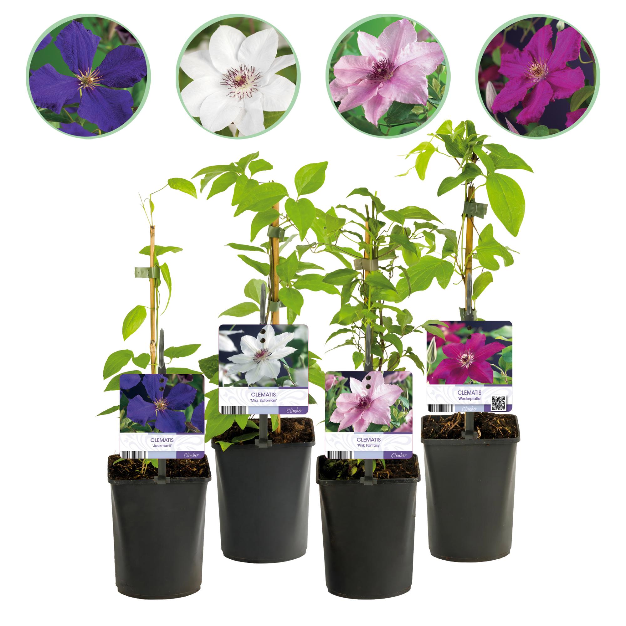 Kletterpflanze Clematis ‘Rainbow’ – mehrfarbig blühend, 4 Pflanzen, Topf 11 cm, Höhe 40 cm - Green Guardia - Ihr Experte für Schädlinge und Pflanzen