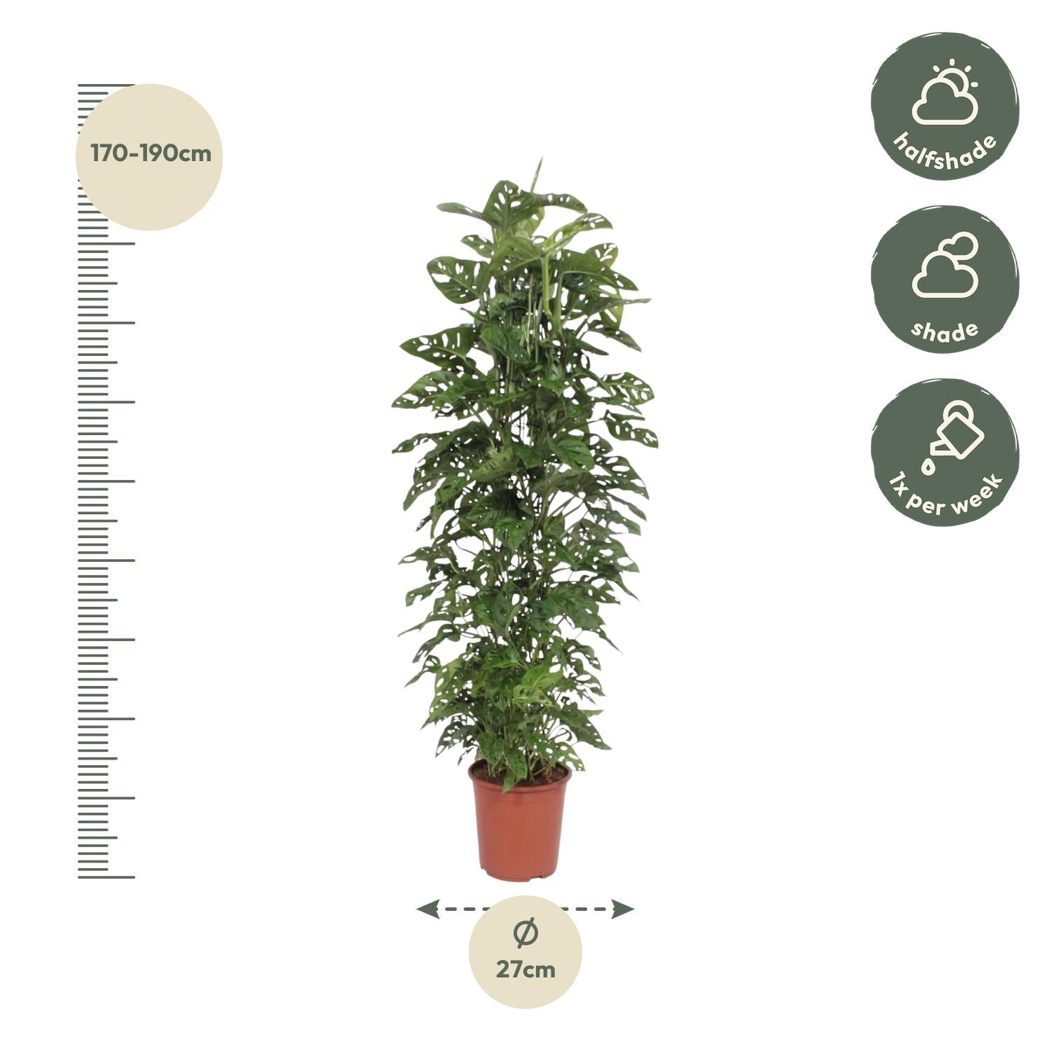 Monstera Monkey Leaf – Fensterblatt - 30 - 180 cm - Green Guardia - Ihr Experte für Schädlinge und Pflanzen