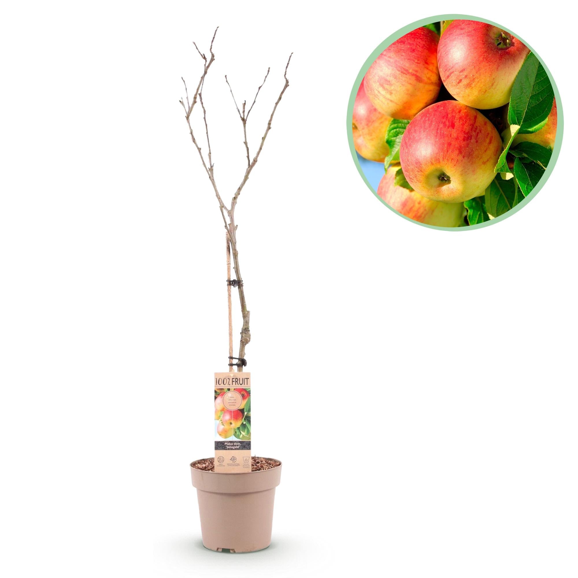 Obstpflanze Apfelbaum „Jonagold“ – gelbgrüne Sorte, 90 cm hoch - Green Guardia - Ihr Experte für Schädlinge und Pflanzen