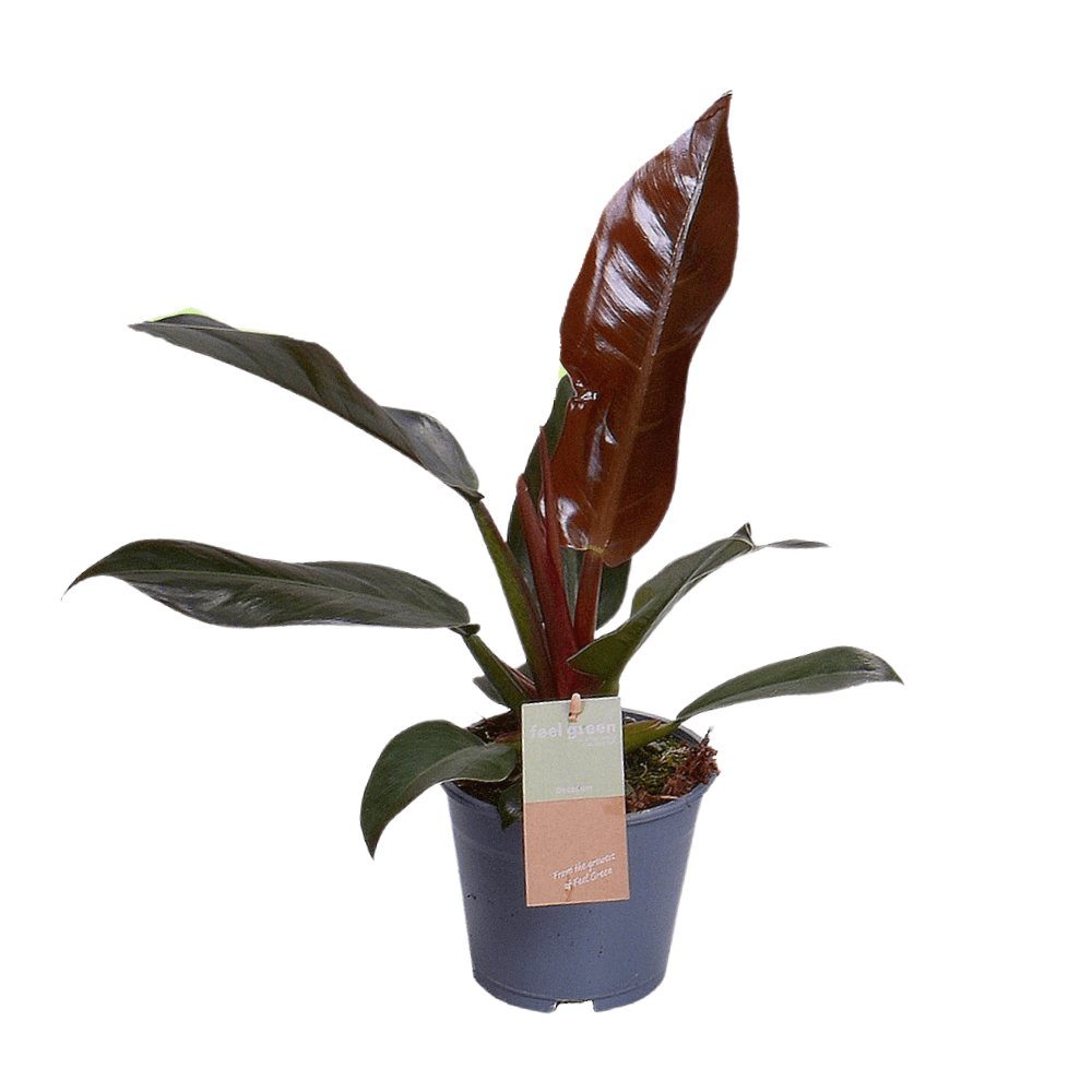 Philodendron Imperial Red ‘Feel Green’ – Baumfreund – 14 cm Topf, 35 cm hoch - Green Guardia - Ihr Experte für Schädlinge und Pflanzen