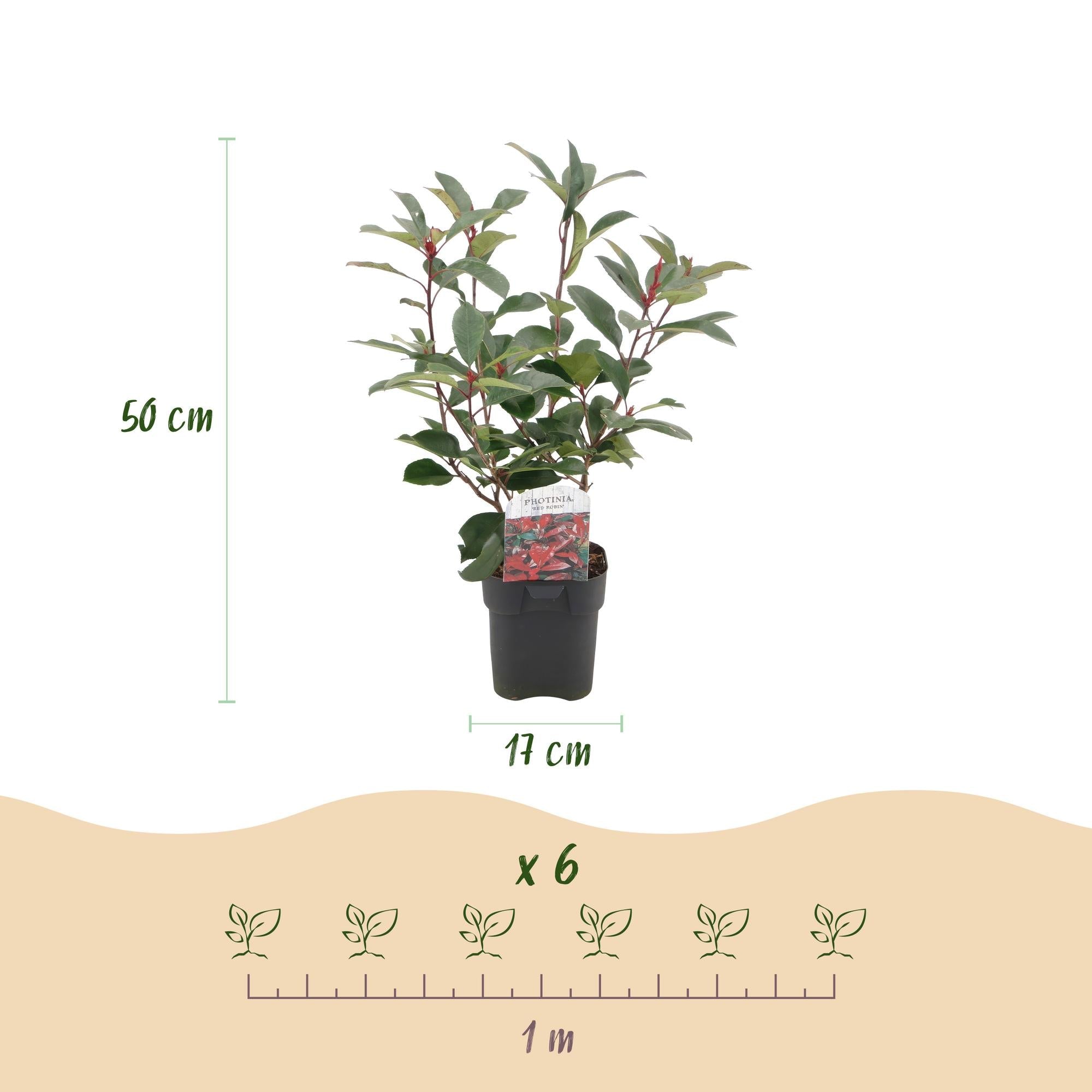 Photinia Fraseri ‘Red Robin’ – Glanzmispel, immergrün, 6 Pflanzen – 17 cm Topf, 50 cm hoch - Green Guardia - Ihr Experte für Schädlinge und Pflanzen