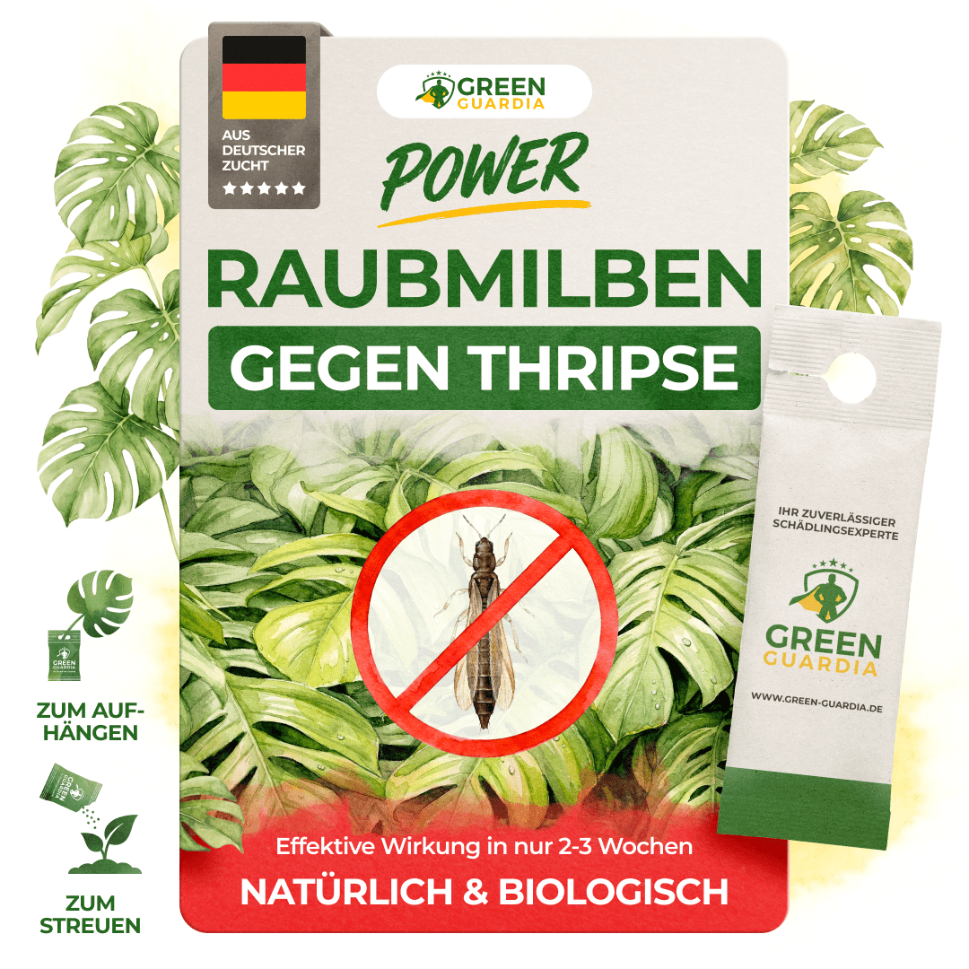 Raubmilben gegen Thripse - Green Guardia - Ihr Experte für Schädlinge und Pflanzen
