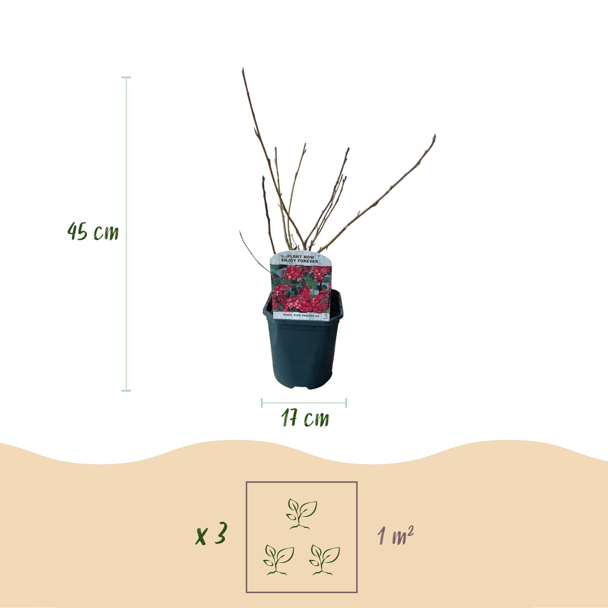 Ribes sanguineum ‘King Edward’ – laubabwerfend & pflegeleicht – rote Blüte – 17 cm Topf, ca. 45 cm hoch - Green Guardia - Ihr Experte für Schädlinge und Pflanzen