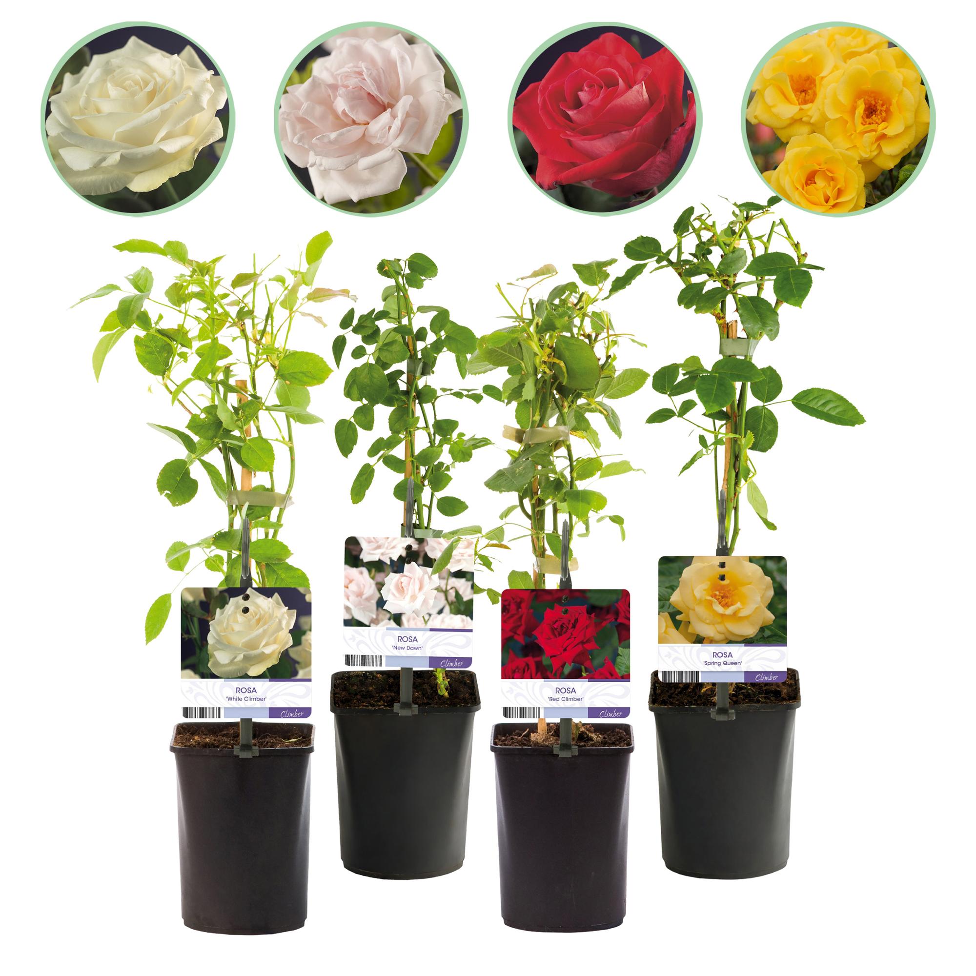 ’Rosa Rainbow’ Kletterrose – mehrfarbige Blüten in Rosa, Weiß, Gelb und Rot, 4 Pflanzen im 11 cm Topf - Green Guardia - Ihr Experte für Schädlinge und Pflanzen