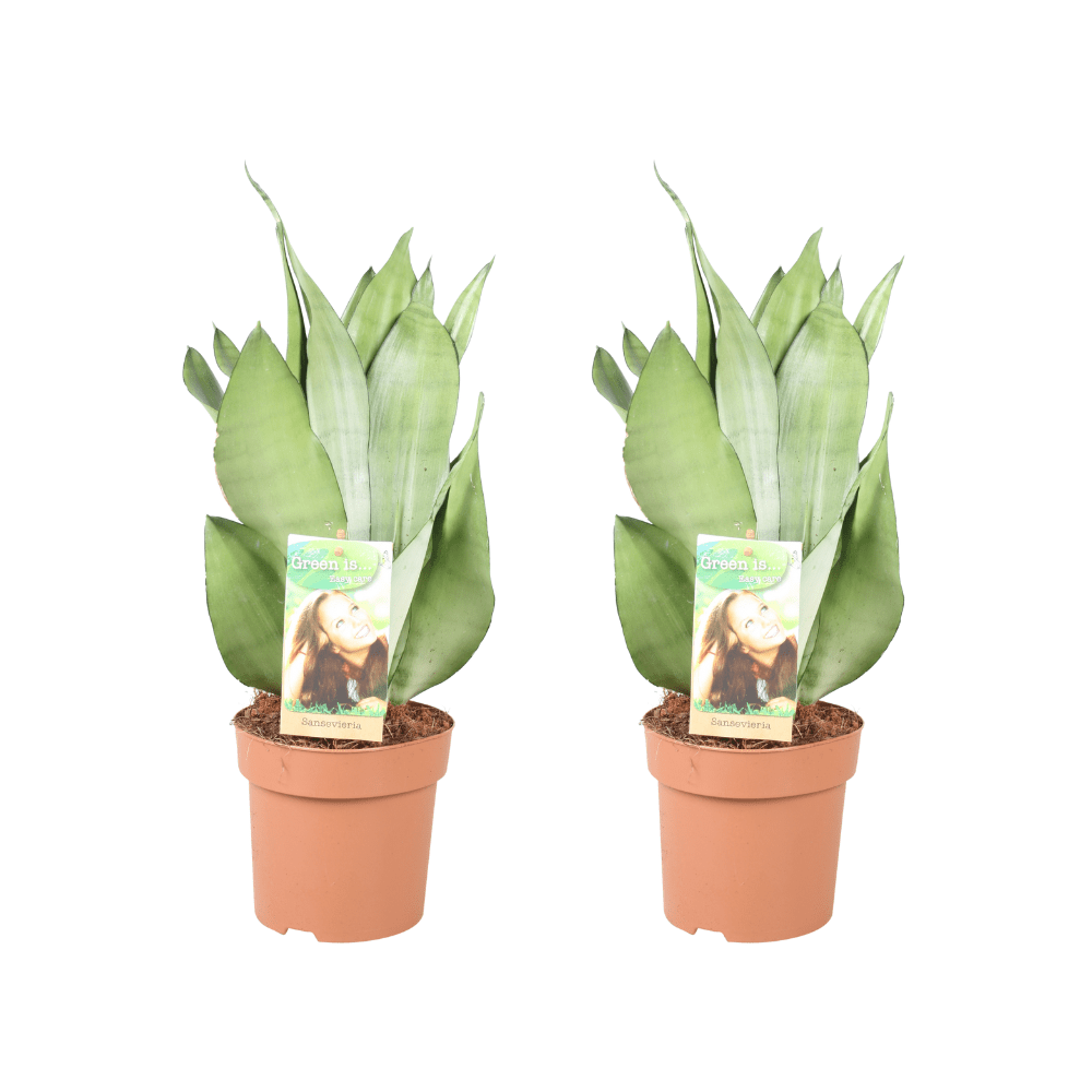 Sansevieria 'Moonshine' – Pianta serpente – 2 piante – vaso da 14 cm,