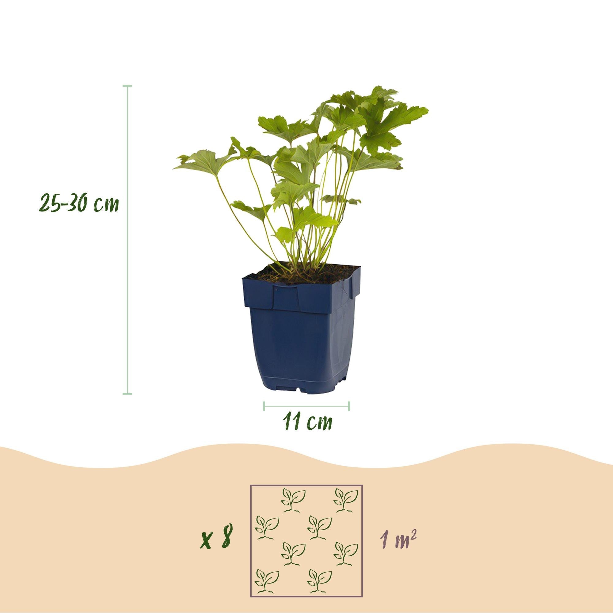 Staudenpaket – Farbe Weiß – 8 Stauden – für ca. 1 m² – pflegeleicht – 11 cm Topf - Green Guardia - Ihr Experte für Schädlinge und Pflanzen