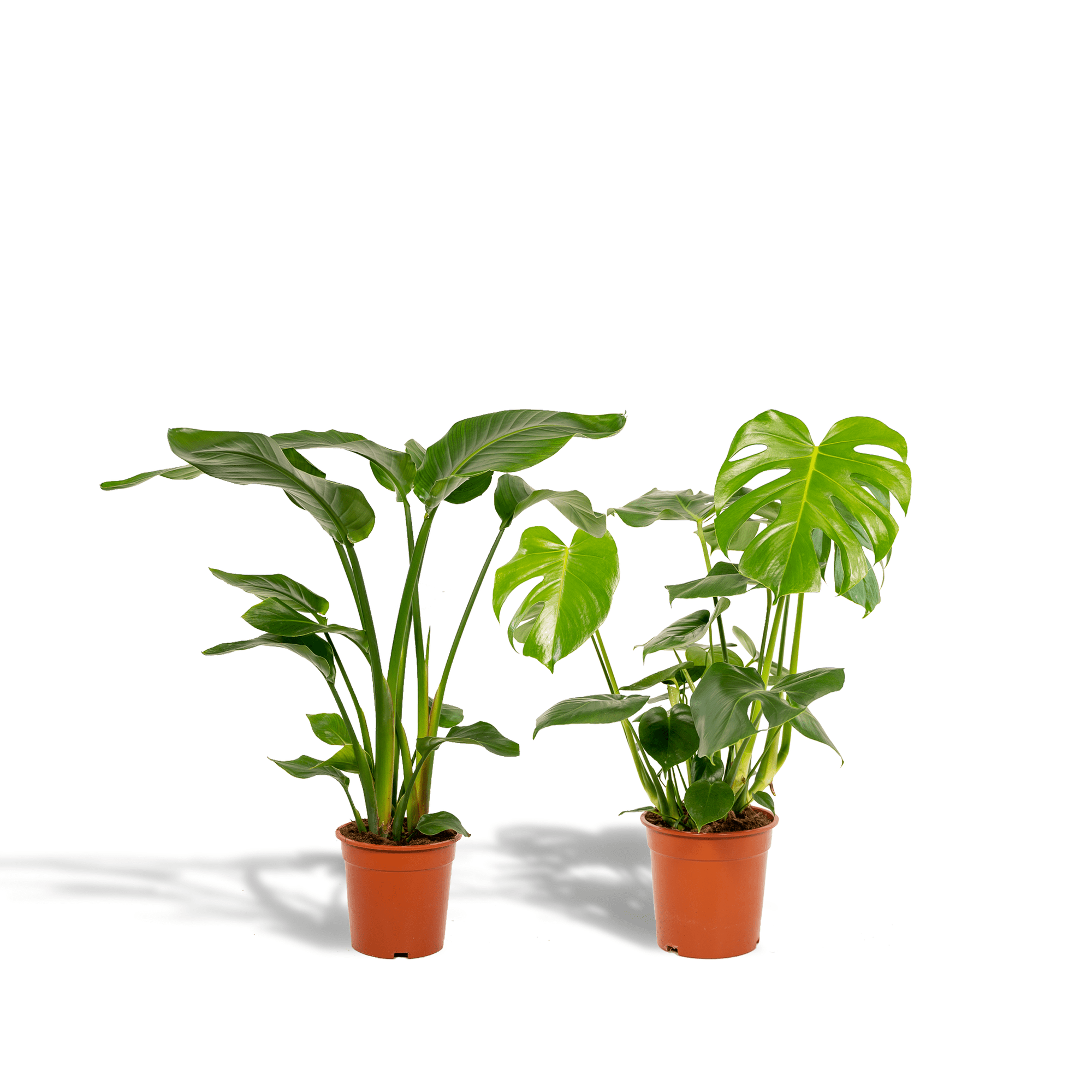 Strelitzia nicolai & Monstera deliciosa – Paradiesvogelblume & Fensterblatt – 2 Pflanzen – 19–21 cm Topf, ca. 75–85 cm hoch - Green Guardia - Ihr Experte für Schädlinge und Pflanzen