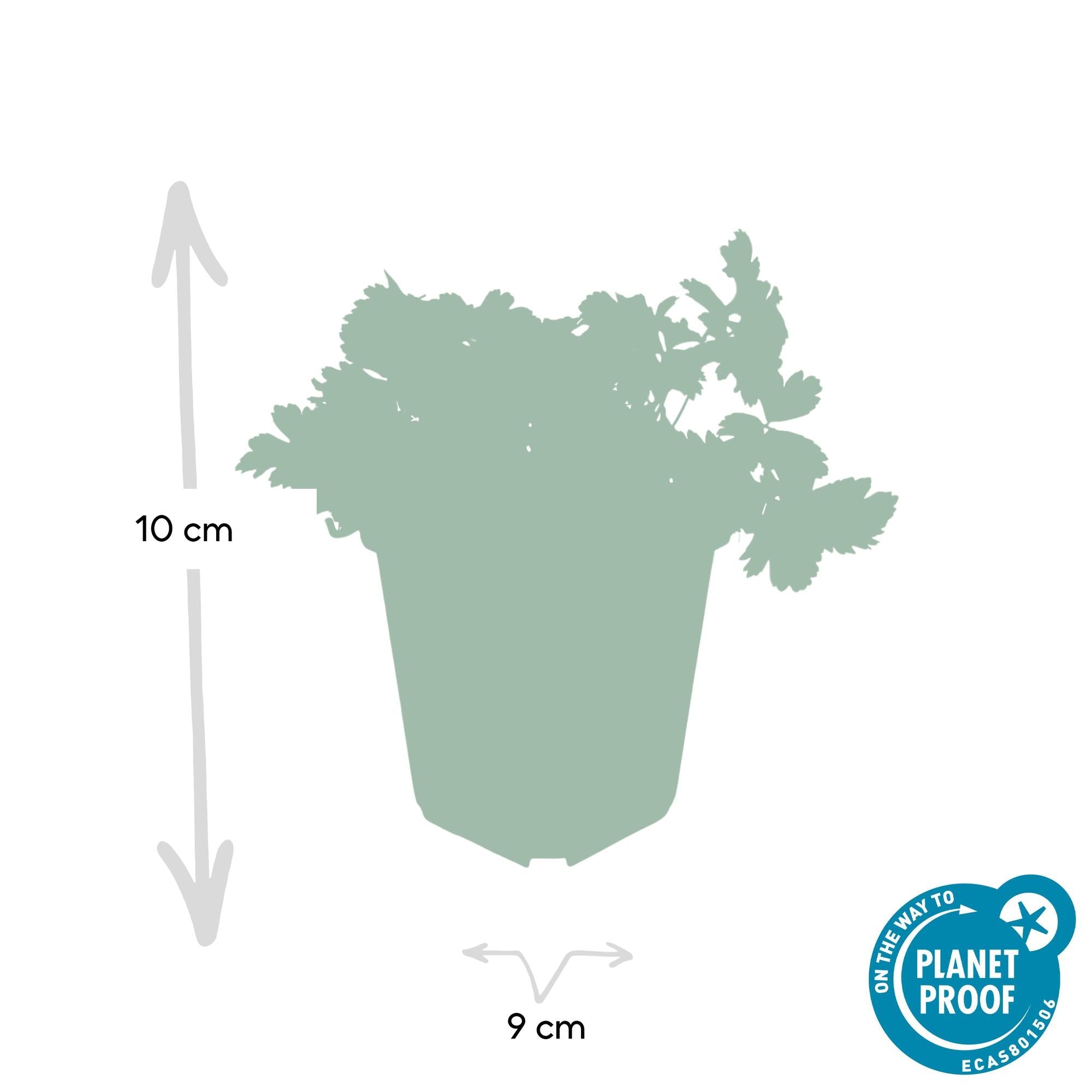 Waldsteinia ternata – immergrüner Bodendecker, 9 cm Topf, 10–25 cm - Green Guardia - Ihr Experte für Schädlinge und Pflanzen