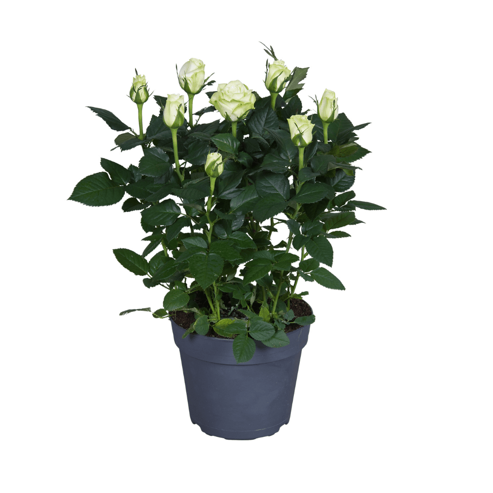 Weiße Rose - 17 cm Topf, 45 cm hoch - Green Guardia - Ihr Experte für Schädlinge und Pflanzen