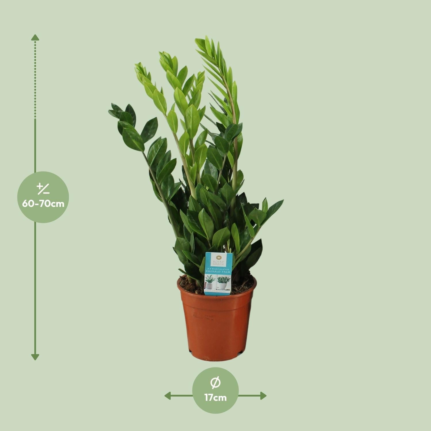 Zamioculcas Zamiifolia – Glücksfeder - 40 - 95 cm - Green Guardia - Ihr Experte für Schädlinge und Pflanzen