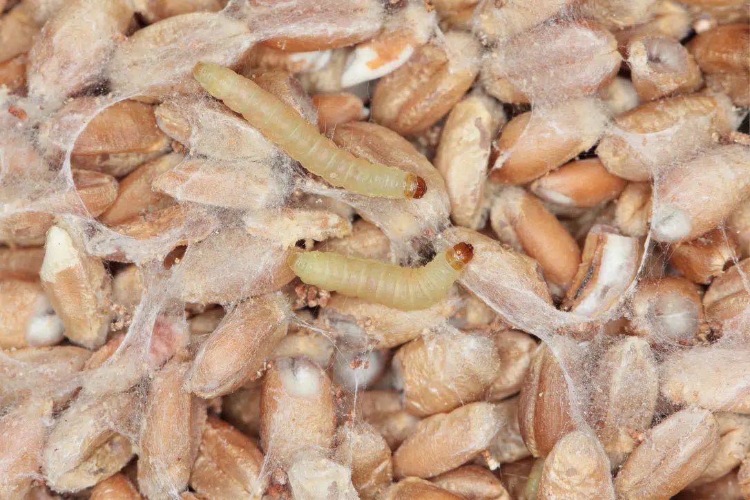 Achtung Dörrobstmotte: Ungebetene Gäste in deinen Vorräten - Green Guardia - Ihr Experte für Schädlinge und Pflanzen