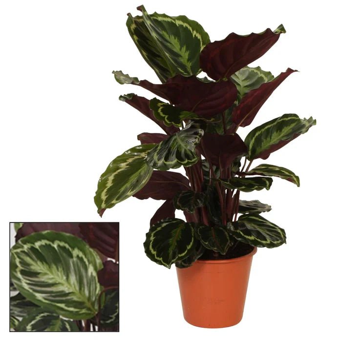 Calathea Medaillon – Die Korbmarante richtig pflegen: Tipps für Standort, Gießen und Vitalität - Green Guardia - Ihr Experte für Schädlinge und Pflanzen