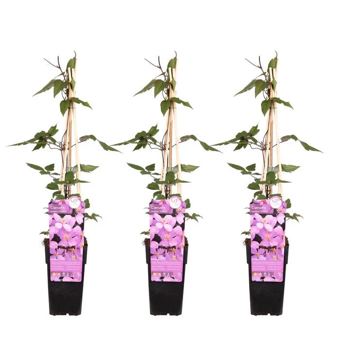 Clematis montana ‘var. rubens’ pflegen – frühblühende Kletterpflanze für Garten & Fassade - Green Guardia - Ihr Experte für Schädlinge und Pflanzen