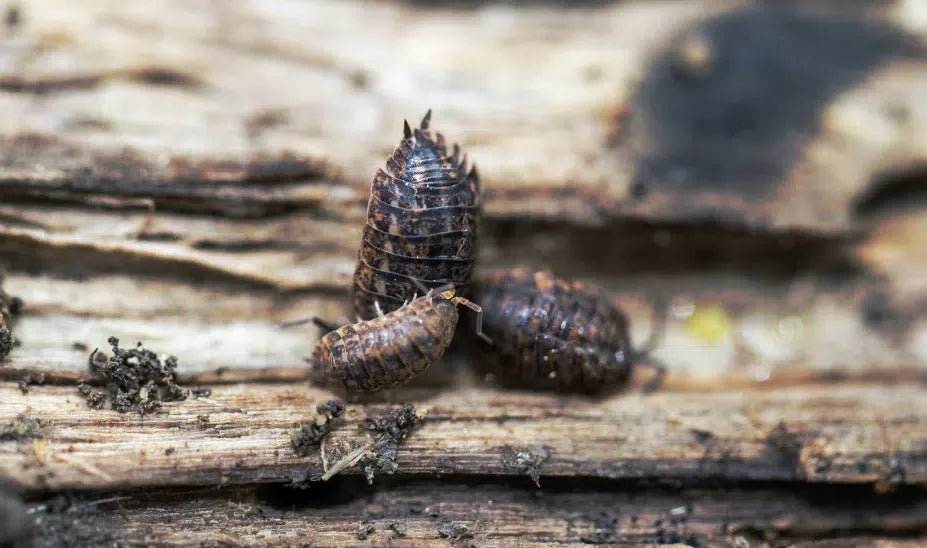 Effektiver Schutz vor Kellerasseln: Natürliche und nachhaltige Methoden - Green Guardia - Ihr Experte für Schädlinge und Pflanzen