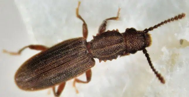 Getreideplattkäfer bekämpfen: Natürliche und umweltfreundliche Methoden - Green Guardia - Ihr Experte für Schädlinge und Pflanzen