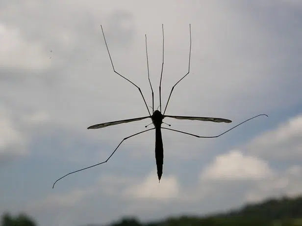 Kohlschnaken erkennen: geschwächte Kohlpflanzen und Bodenschäden im Beet