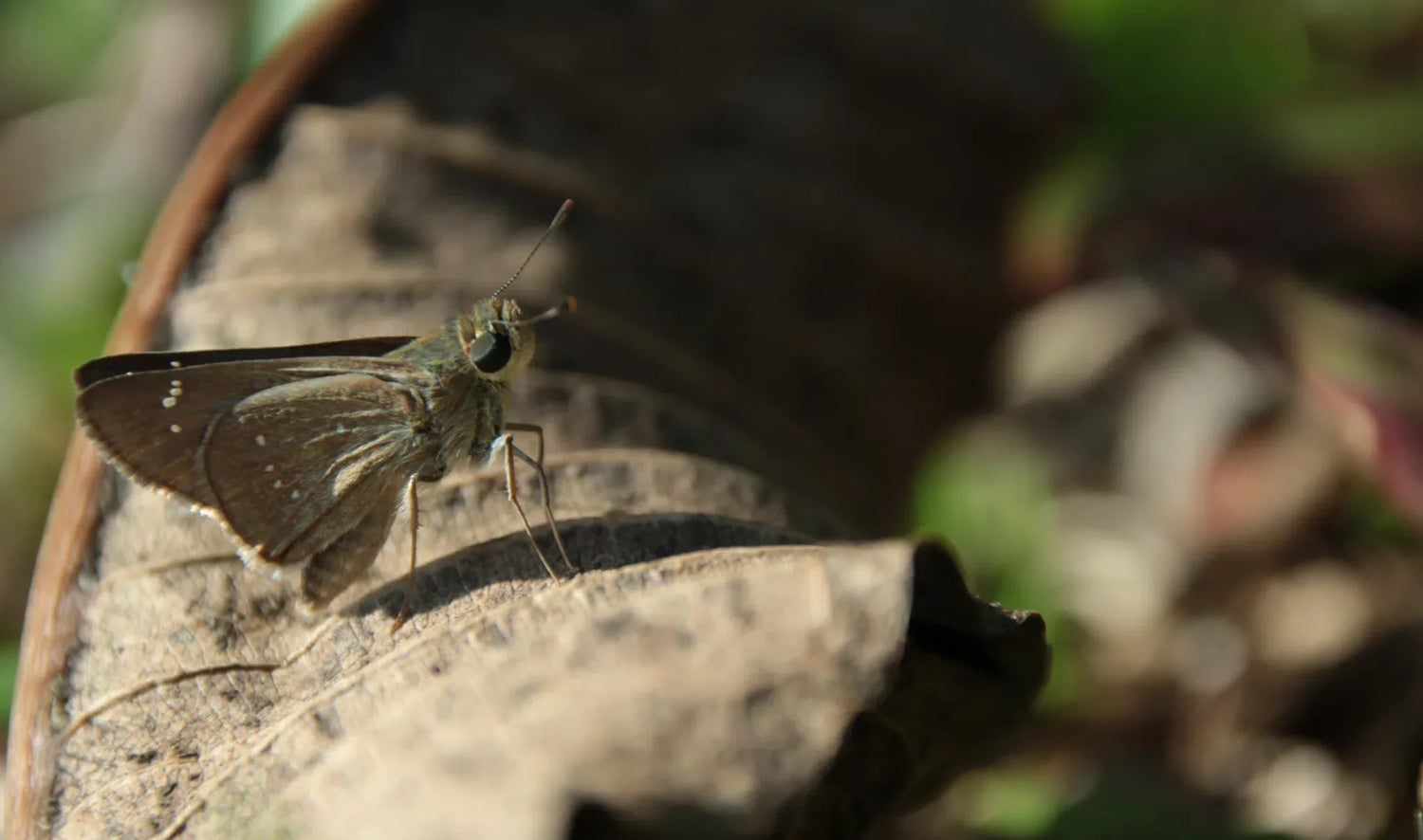 Mehlmotte und Dörrobstmotte: Natürliche Strategien zur Bekämpfung - Green Guardia - Ihr Experte für Schädlinge und Pflanzen